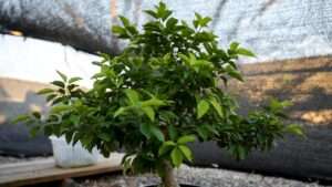 hardening off bonsai from indoors to outdoors