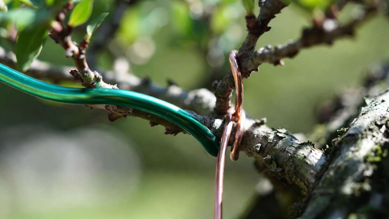 Close-up comparison of anodized aluminum and annealed copper bonsai wire wrapped on tree branches