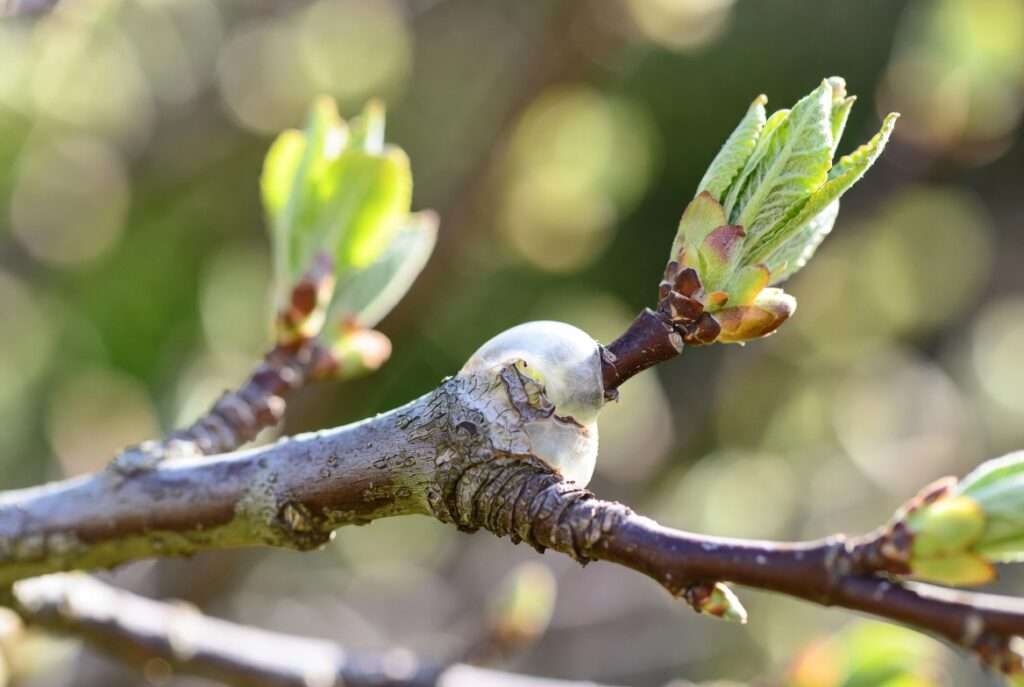 healing process of graft unions