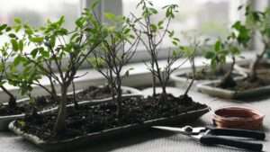 how to choose a starter bonsai kit