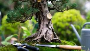 how to develop taper in bonsai trunks