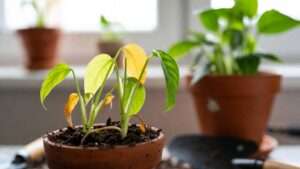 how to know if you’re overwatering houseplants