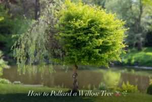 how to pollard a willow tree