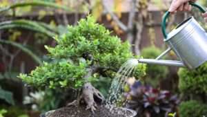 how to water bonsai correctly