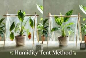 humidity tent method for stressed plants