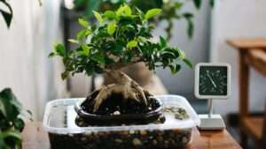 humidity tray for indoor bonsai care