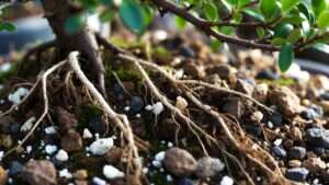 importance of bonsai soil mix