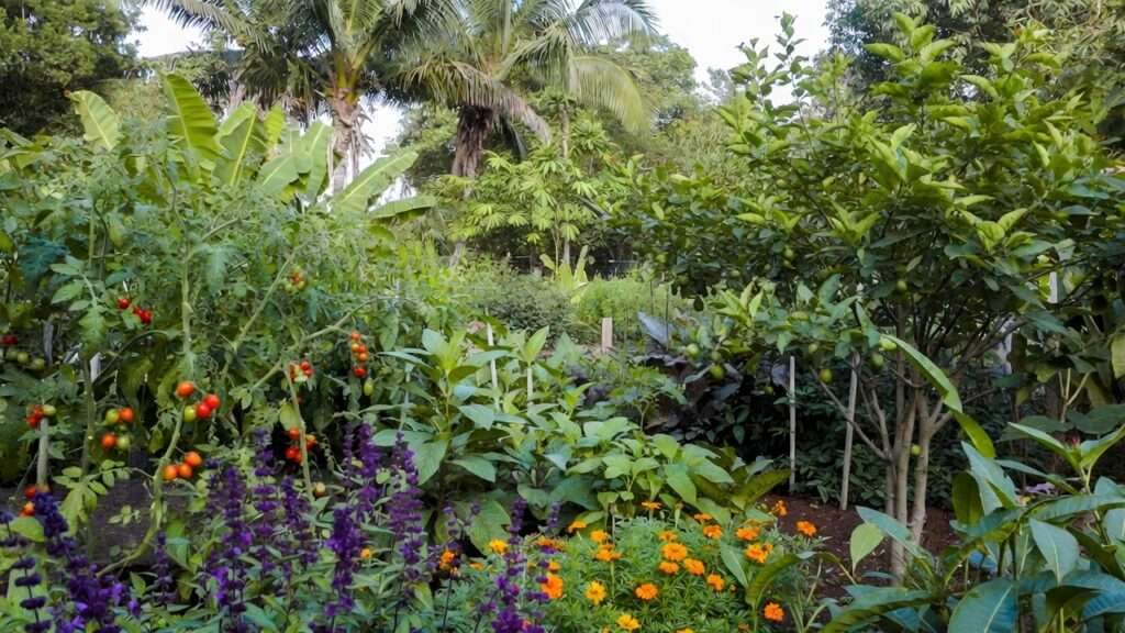 interplanting strategies for maximum yield