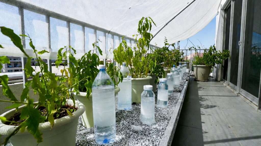 keeping container plants cool in high heat