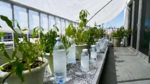 keeping container plants cool in high heat