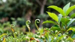 leaf curling reasons and solutions