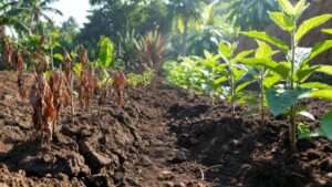 letting soil dry vs. keeping soil moist