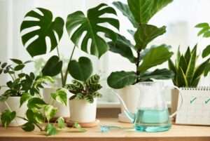 liquid fertilizer schedule for houseplants