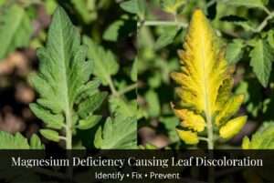 magnesium deficiency causing leaf discoloration