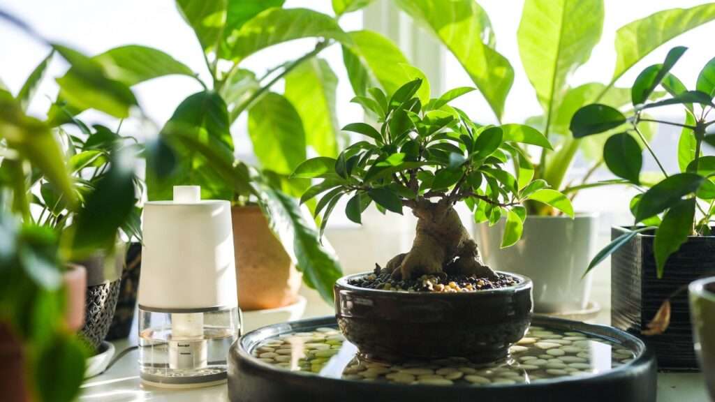 maintaining humidity for indoor bonsai