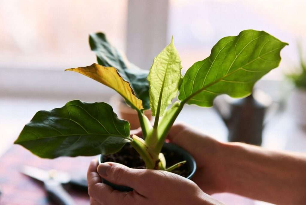 maintaining optimism while nursing plants back