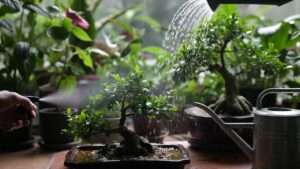 misting vs. overhead watering for bonsai