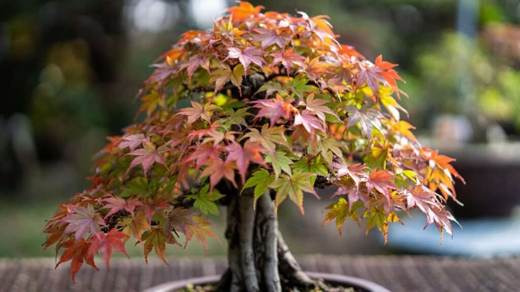 multi-trunk bonsai styling guide