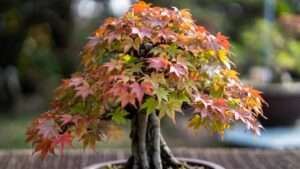 multi-trunk bonsai styling guide