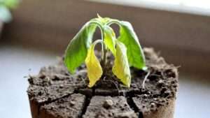 my plant’s soil won’t absorb water anymore