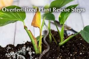 overfertilized plant rescue steps
