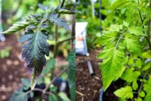phosphorus deficiency and purple leaves