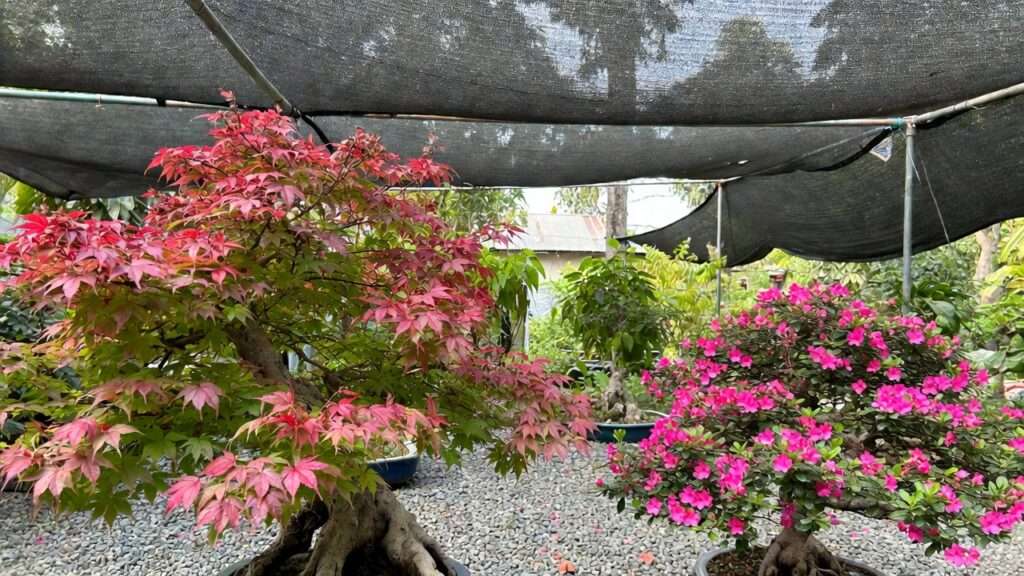 placing outdoor bonsai in partial shade