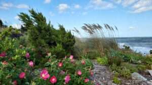 plants that thrive in windy coastal areas
