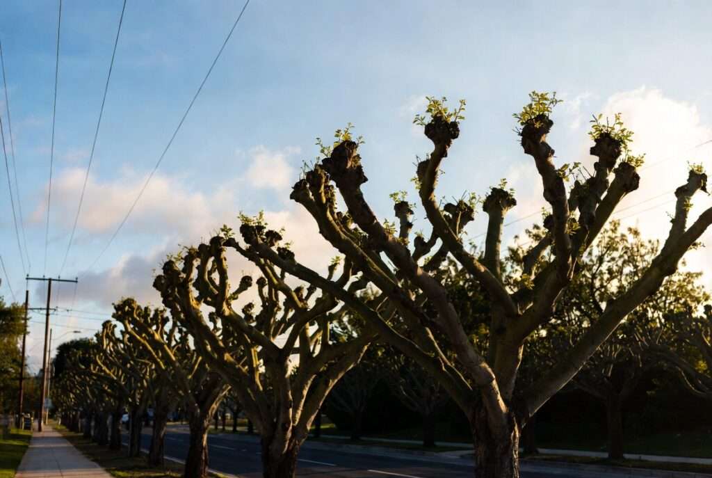 pollarding street trees for overhead clearance