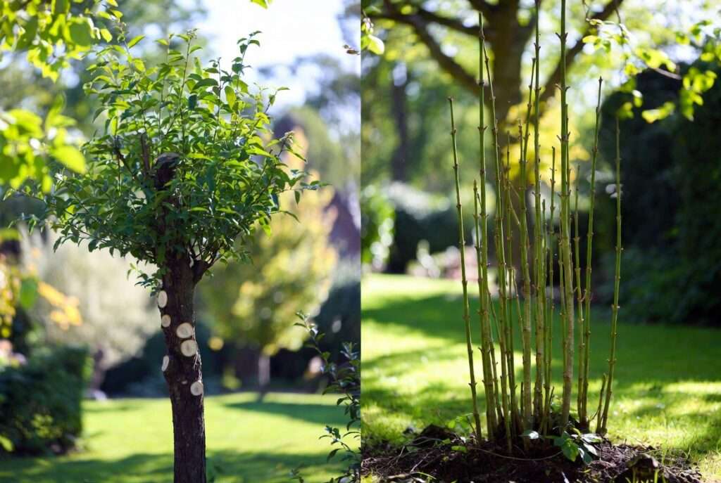 pollarding vs. coppicing differences