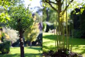 pollarding vs. coppicing differences