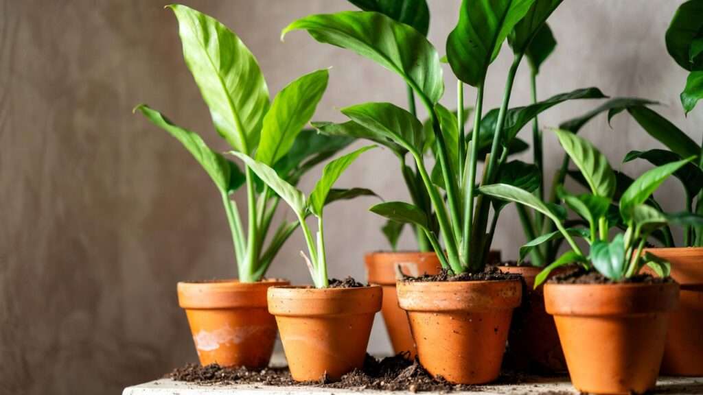 preventing root rot in overwatered plants