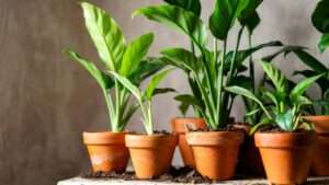 preventing root rot in overwatered plants