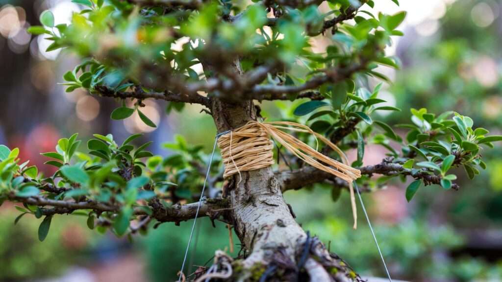preventing wire marks on bonsai branches