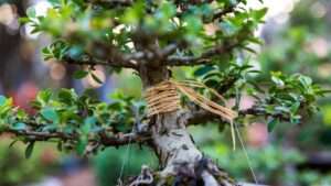 preventing wire marks on bonsai branches