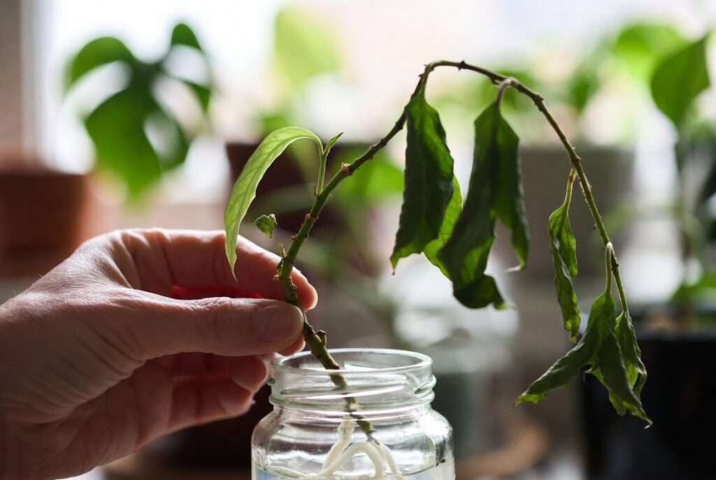 propagating healthy stems from a dying plant