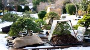 protecting outdoor bonsai from frost