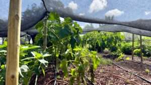 protecting plants from extreme heat waves