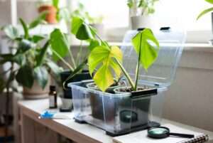 quarantine setup for sick houseplants