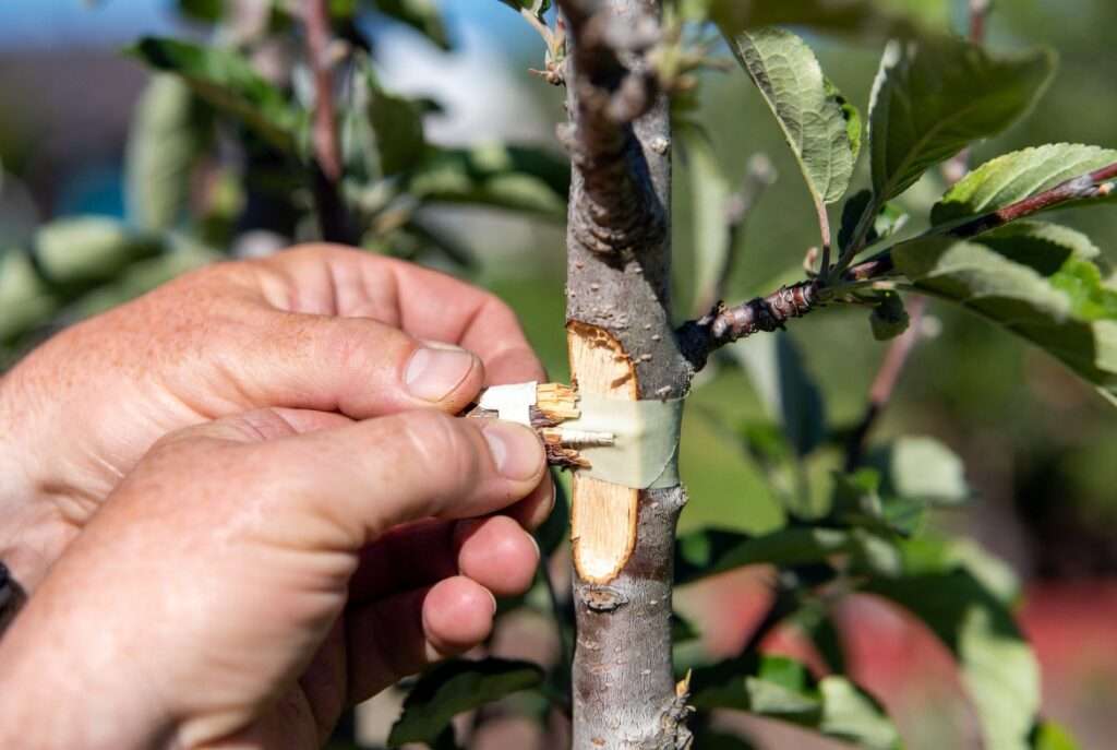 re-grafting failed unions