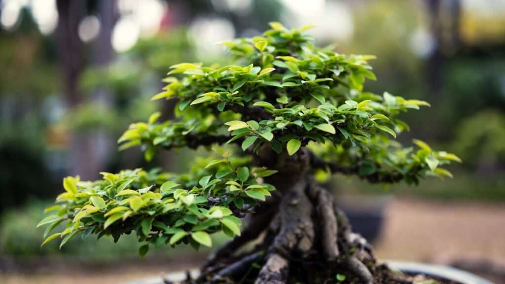 reducing leaf size in bonsai