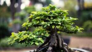 reducing leaf size in bonsai