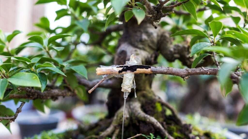 repairing cracked branches in bonsai