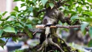 repairing cracked branches in bonsai