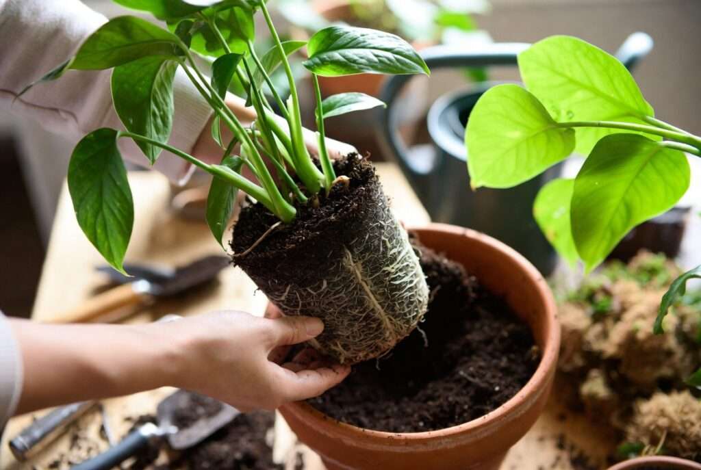 repotting shock: how to minimize and fix it