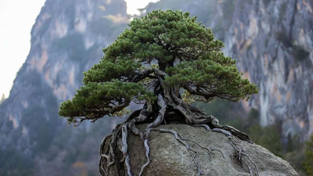 rock planting (ishitsuki) advanced methods