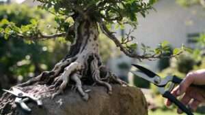 root-over-rock bonsai pruning technique