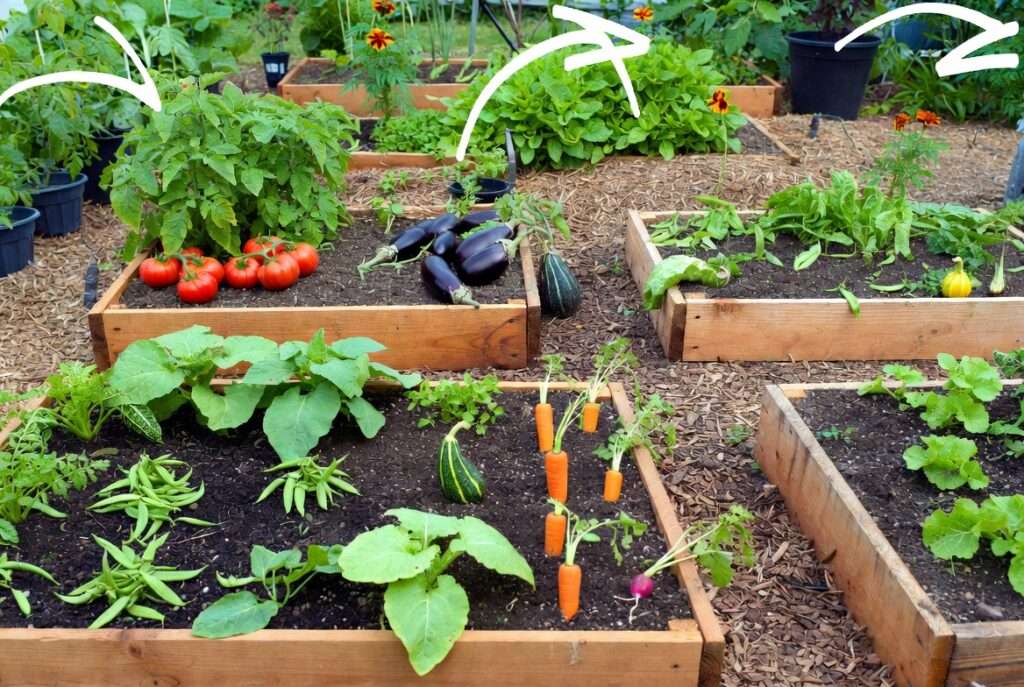 rotating crops in a year-round vegetable plot