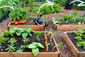 rotating crops in a year-round vegetable plot