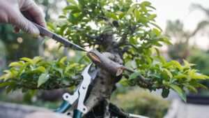 safely removing large branches on bonsai